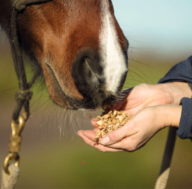 einstieg pferdewelt bild links pferd pferdefutter pferdepflege reitkleidung